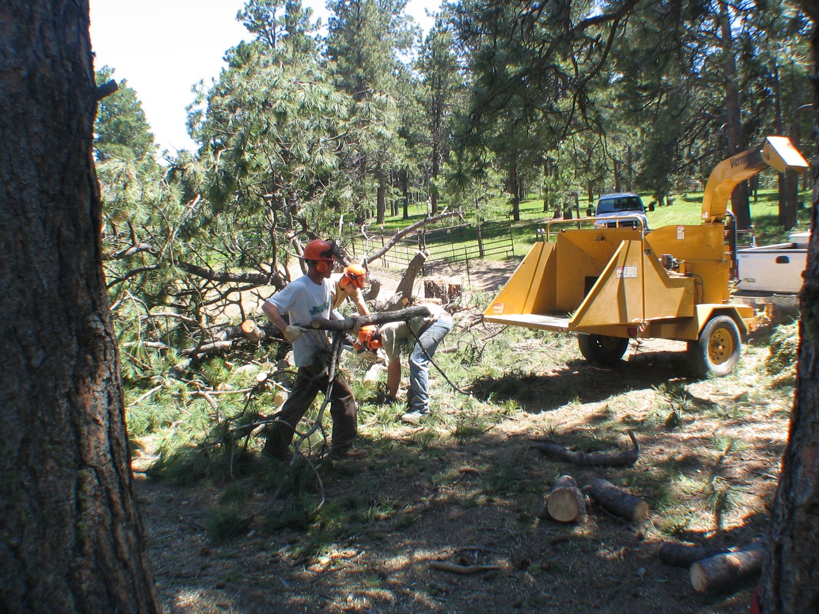 Wood Chipping Services « Lind Tree Service and Landscaping